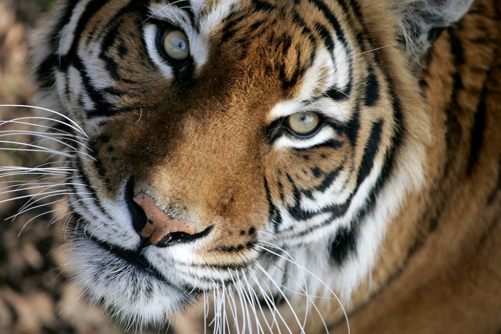Animaux