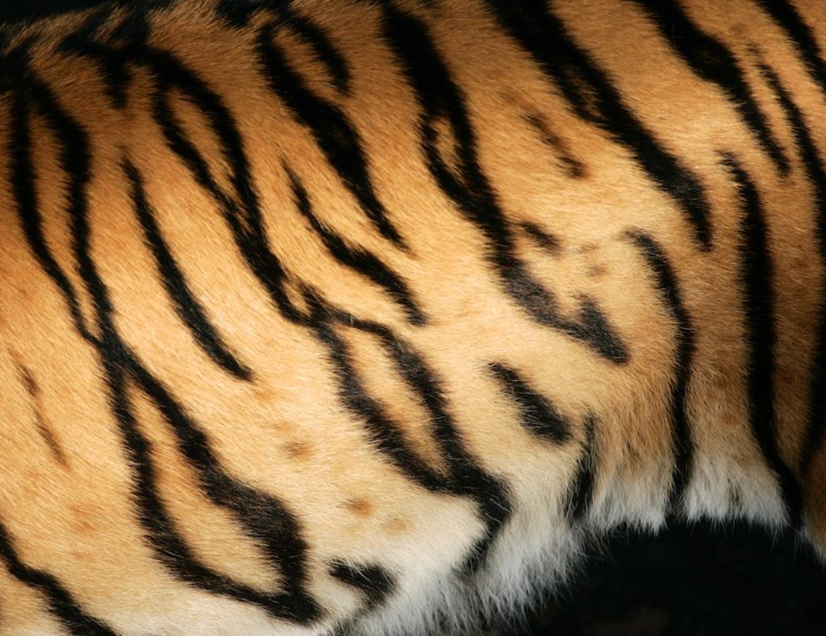 Tigre