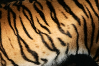 Tigre